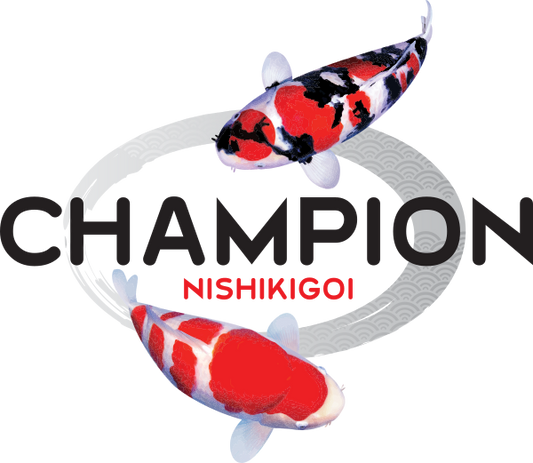 Gift Card | Champion Nishikigoi
