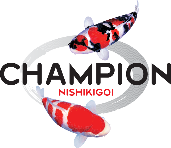Champion Nishikigoi
