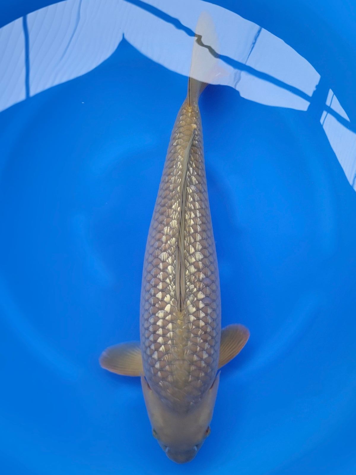 Otsuka Ginrin Chagoi koi for sale — 53 cm at ChampKoi