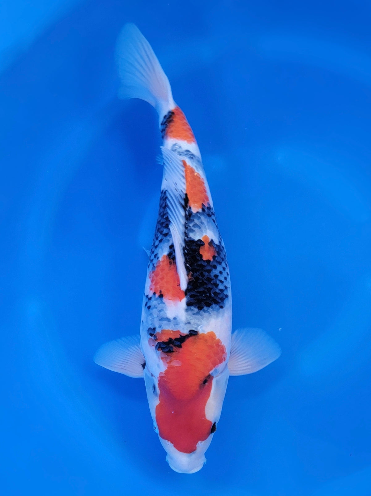 Nogami Showa koi for sale — 52 cm at ChampKoi