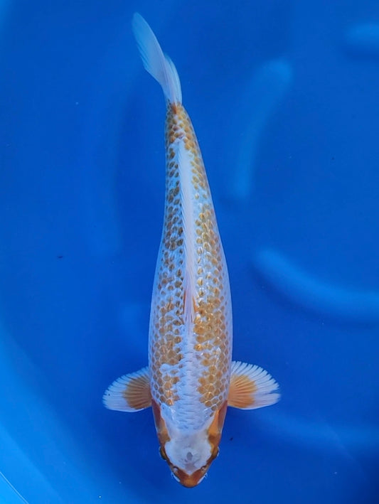 Ooya Ginrin Kogane Ochiba koi for sale — 46 cm at ChampKoi