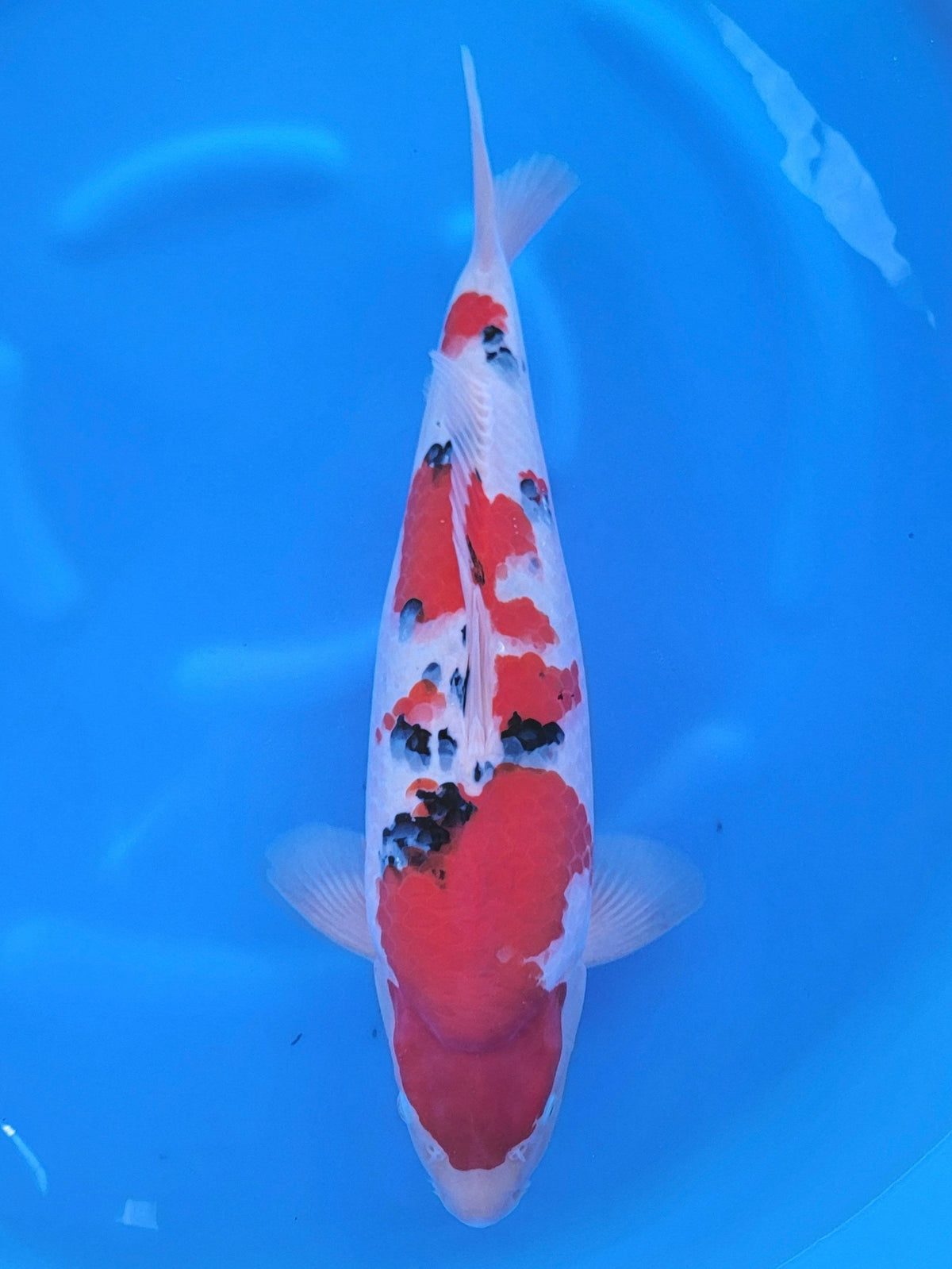 Ooya Sanke koi for sale — 55 cm at ChampKoi