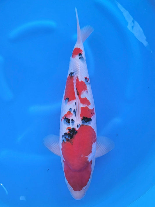 Ooya Sanke koi for sale — 55 cm at ChampKoi