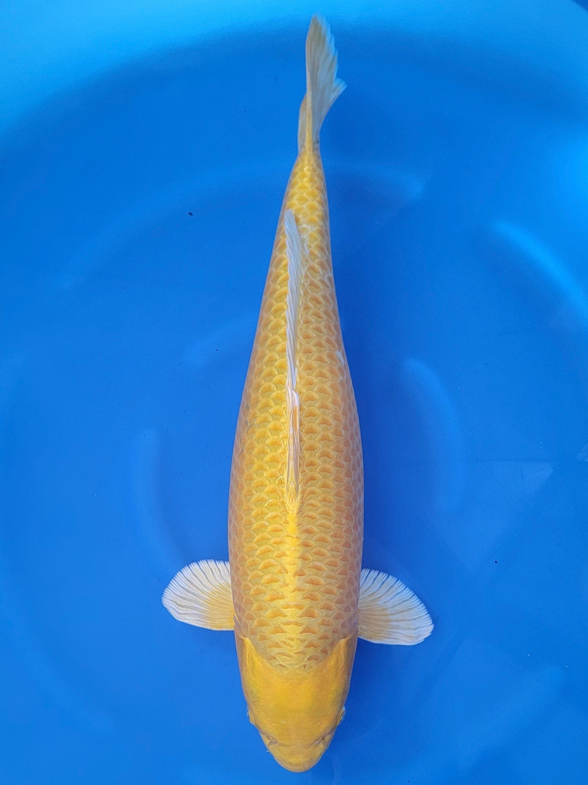 Izumiya Yamabuki Ogon koi for sale — 64 cm at ChampKoi