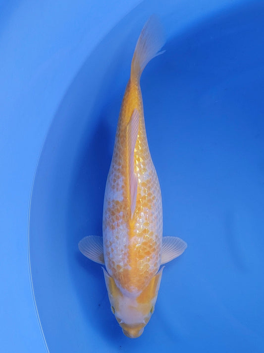 Ozumi Ikarashi Ginrin Kijiro koi for sale — 53 cm at ChampKoi
