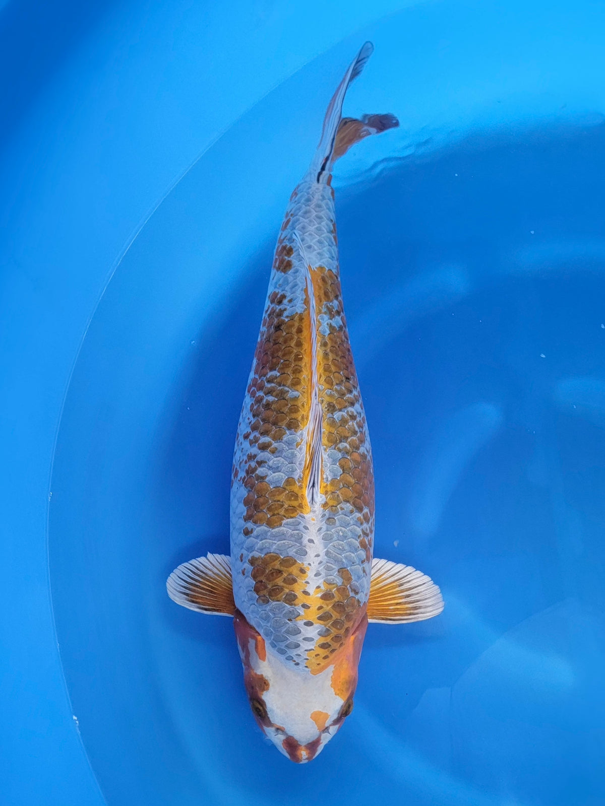 Ozumi Ikarashi Kogane Ochiba koi for sale — 68 cm at ChampKoi