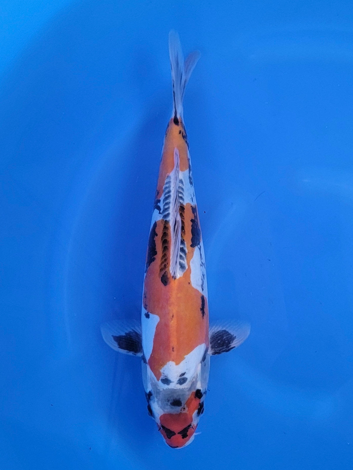 Otsuka Doitsu Beni Kikokuryu koi for sale — 35 cm at ChampKoi