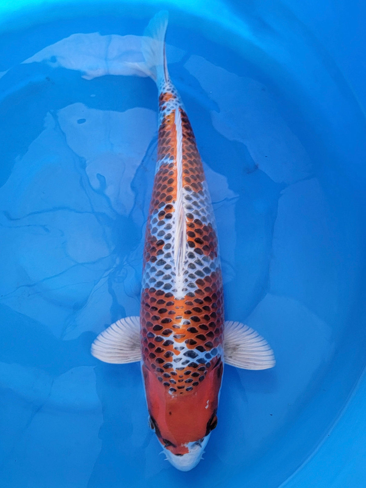 Hosokai Kujaku koi for sale — 55 cm at ChampKoi