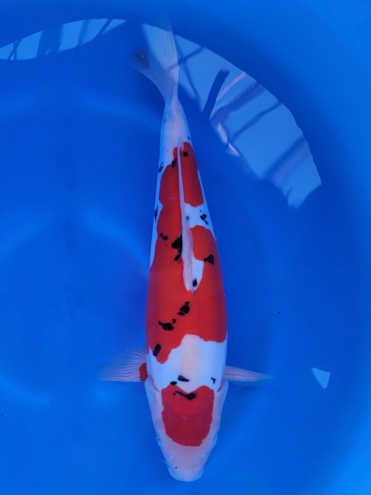 Hiroi Doitsu Sanke koi for sale — 46 cm at ChampKoi