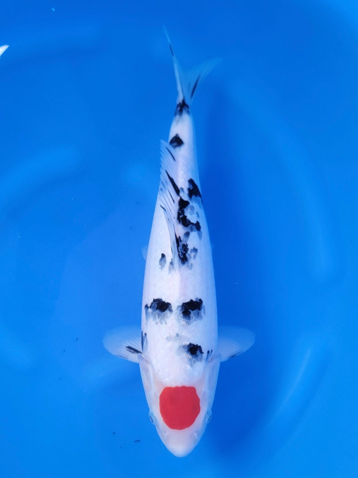 Otsuka Tancho Sanke koi for sale — 35 cm at ChampKoi