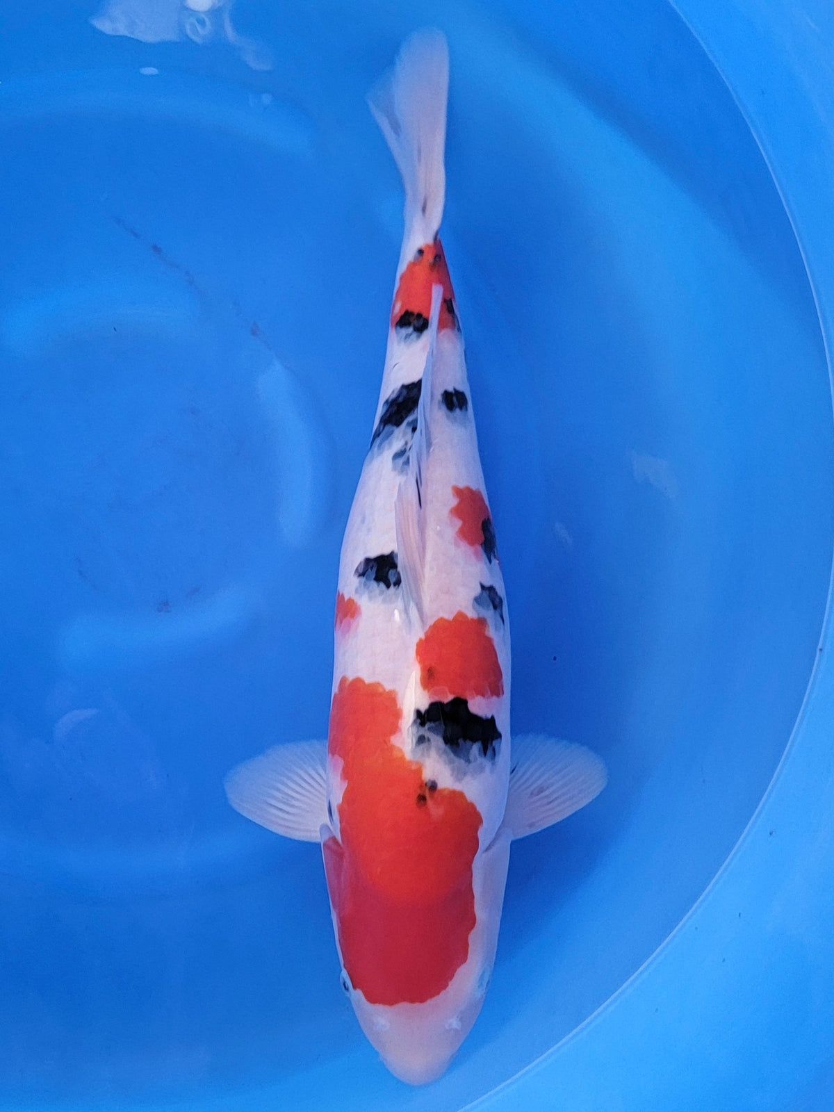 Ogata Sanke koi for sale — 52 cm at ChampKoi