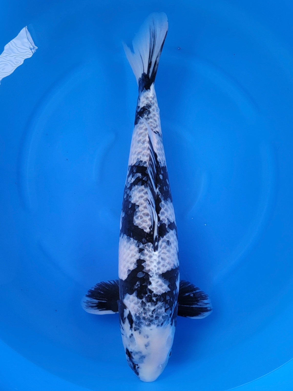 Otsuka Kage Shiro Utsuri koi for sale — 60 cm at ChampKoi