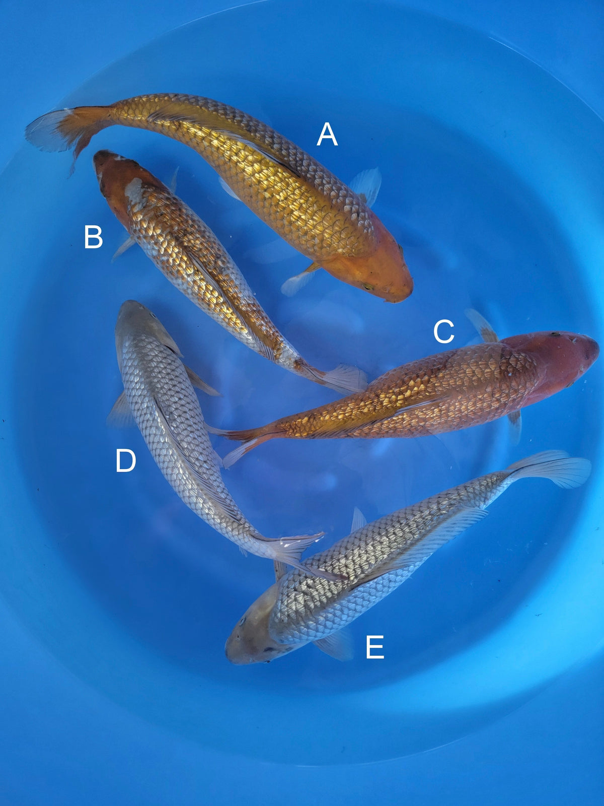 Marusaka Ginrin Chagoi koi for sale — 43-45 cm at ChampKoi