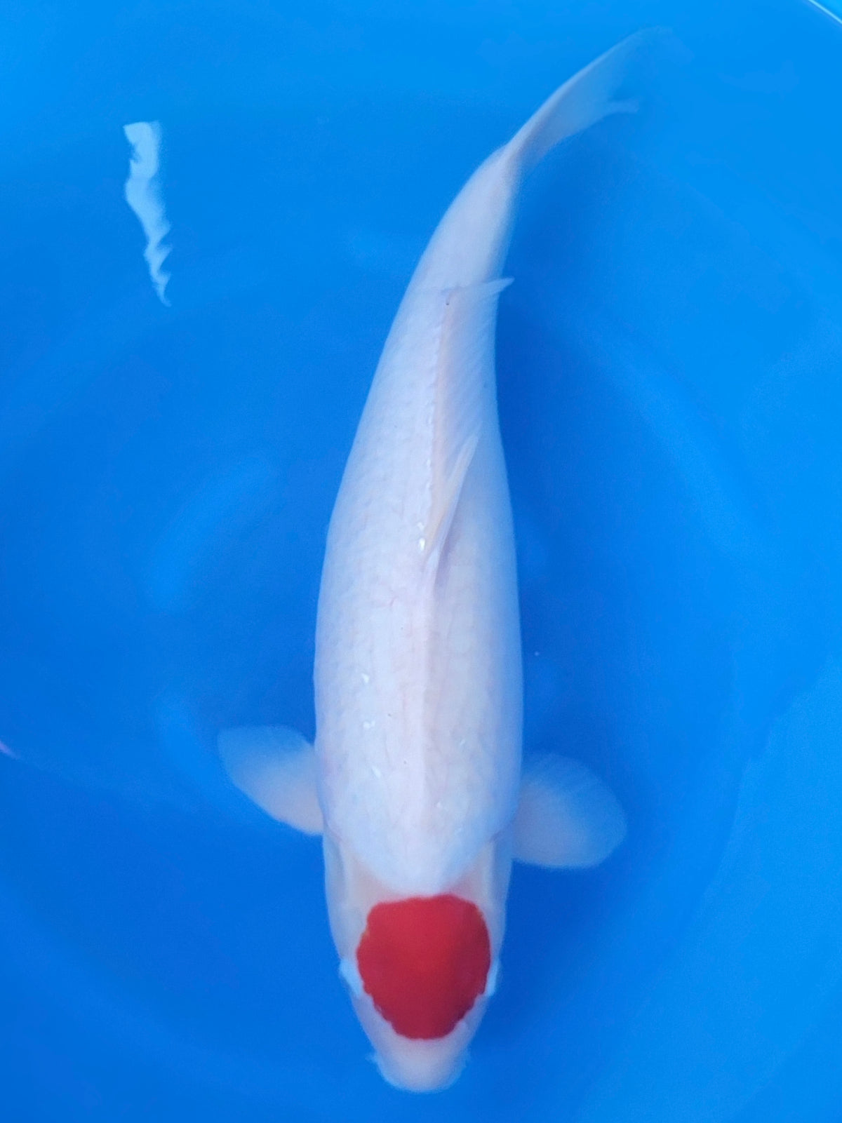 Otsuka Tancho Kohaku koi for sale — 57 cm at ChampKoi