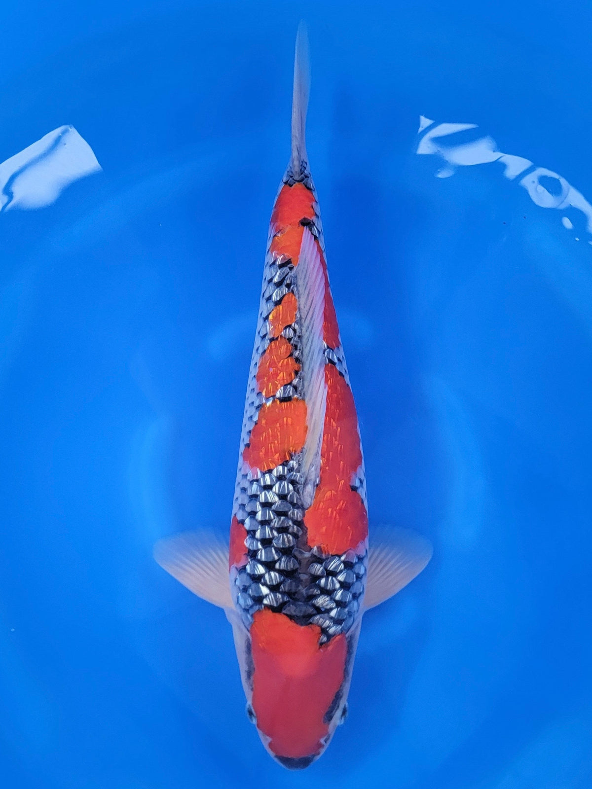 Kanno Ginrin Goshiki koi for sale — 45 cm at ChampKoi