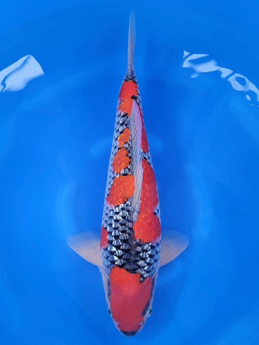 Kanno Ginrin Goshiki koi for sale — 45 cm at ChampKoi