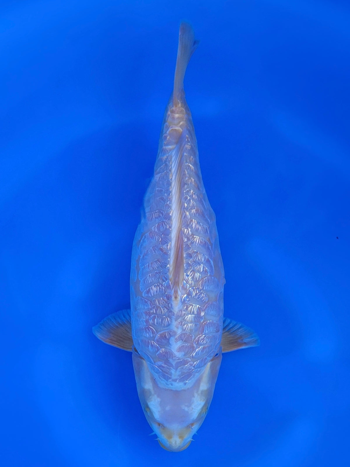 Mauren Ginrin Matsukawabake koi for sale — 41 cm at ChampKoi