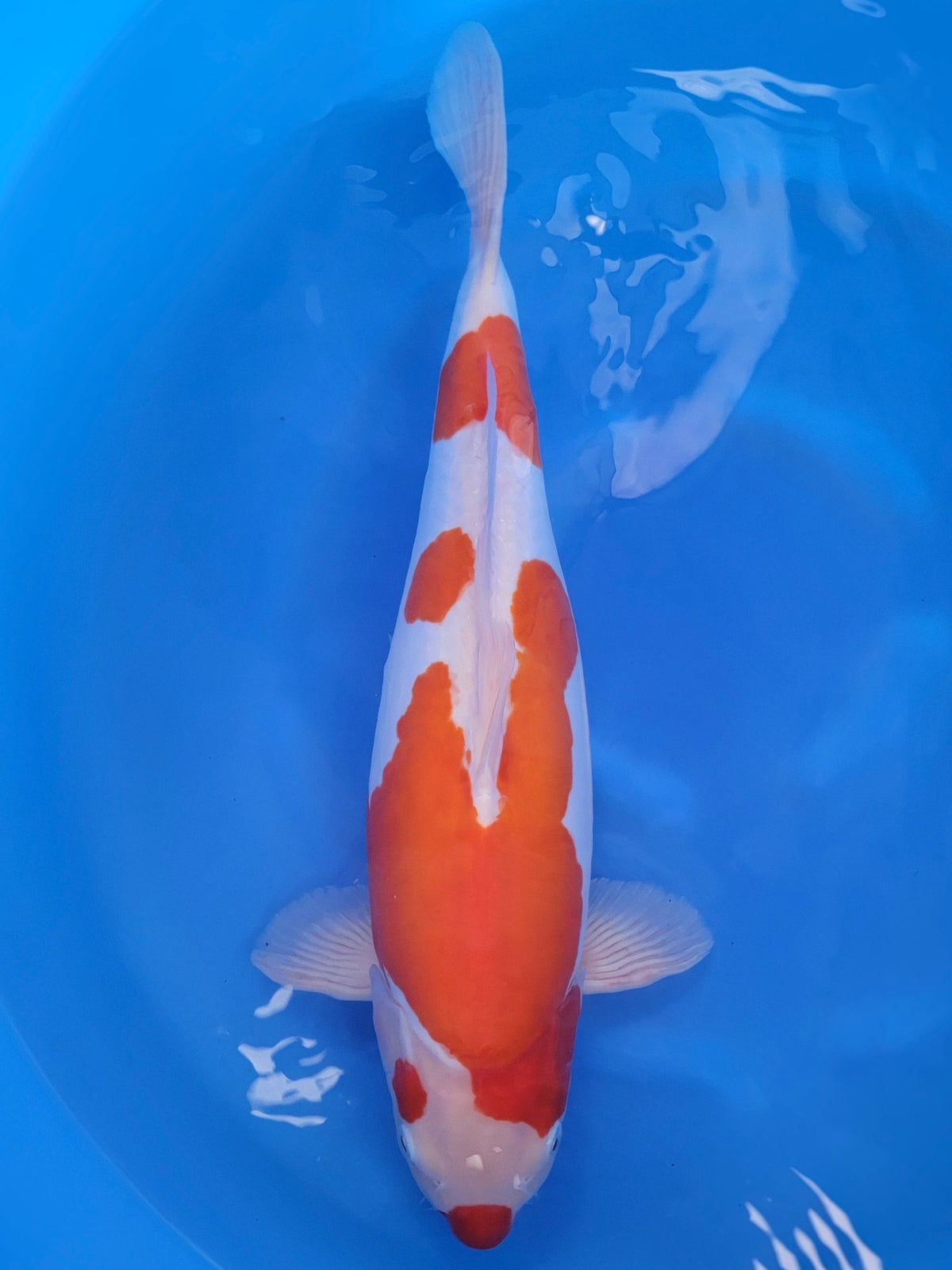 Marusaka Doitsu Kohaku koi for sale — 55 cm at ChampKoi