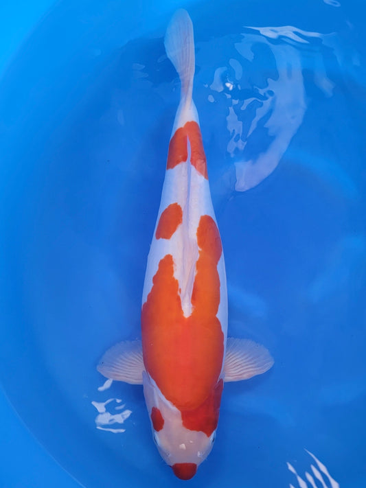 Marusaka Doitsu Kohaku koi for sale — 55 cm at ChampKoi