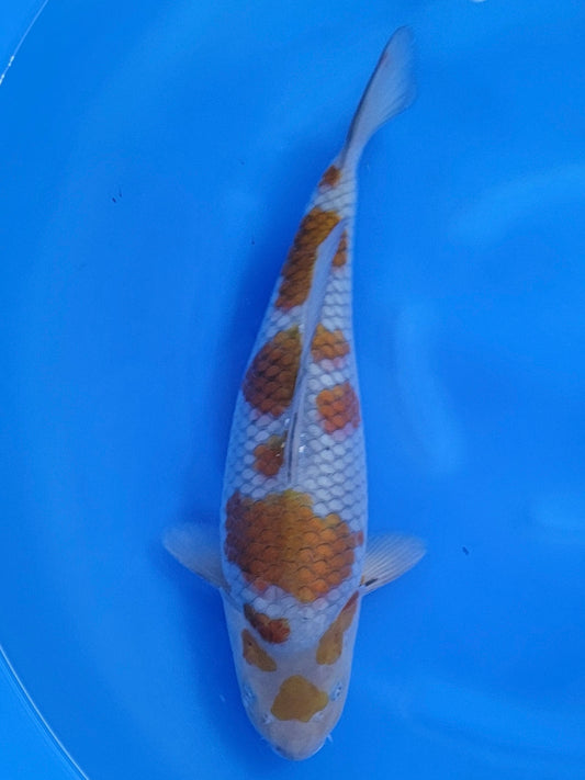 Kanno Ochiba koi for sale — 41 cm at ChampKoi