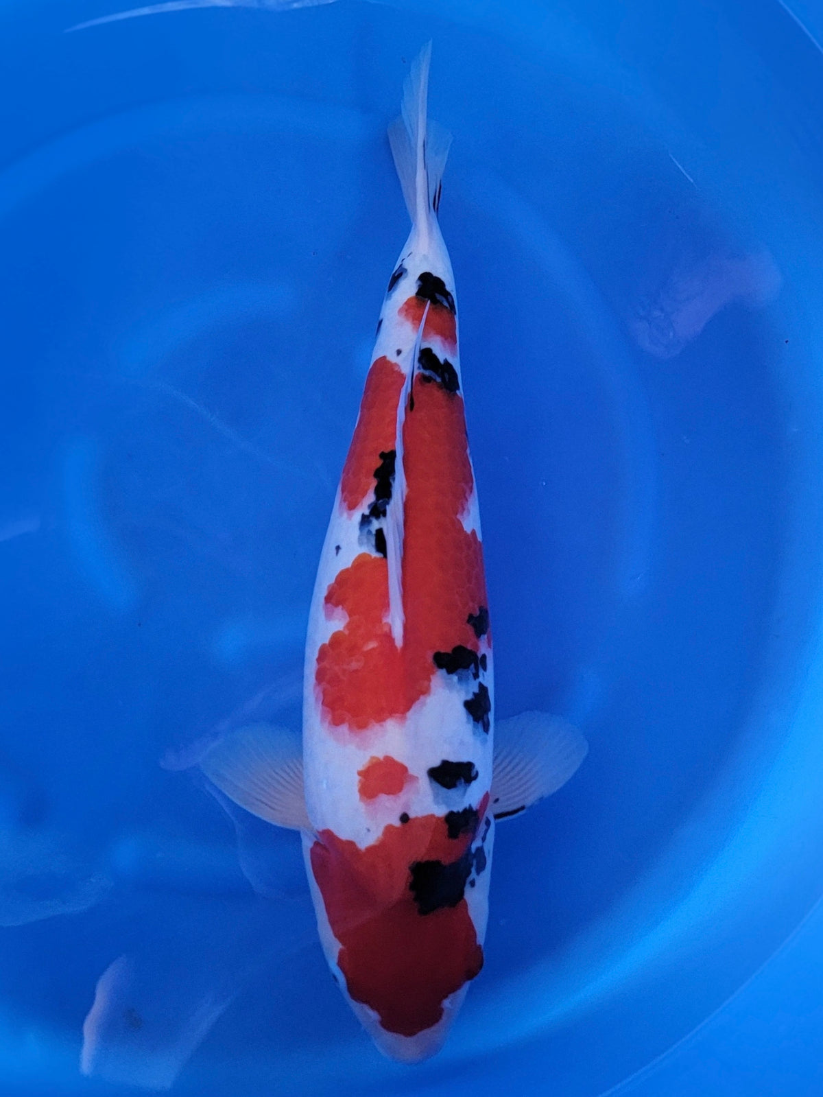 Ogata Sanke koi for sale — 55 cm at ChampKoi