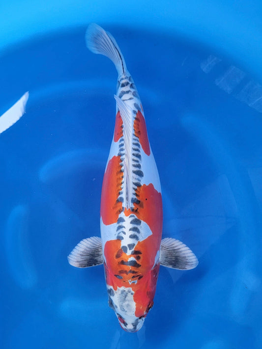 Ozumi Ikarashi Beni Kikokuryu koi for sale — 55 cm at ChampKoi