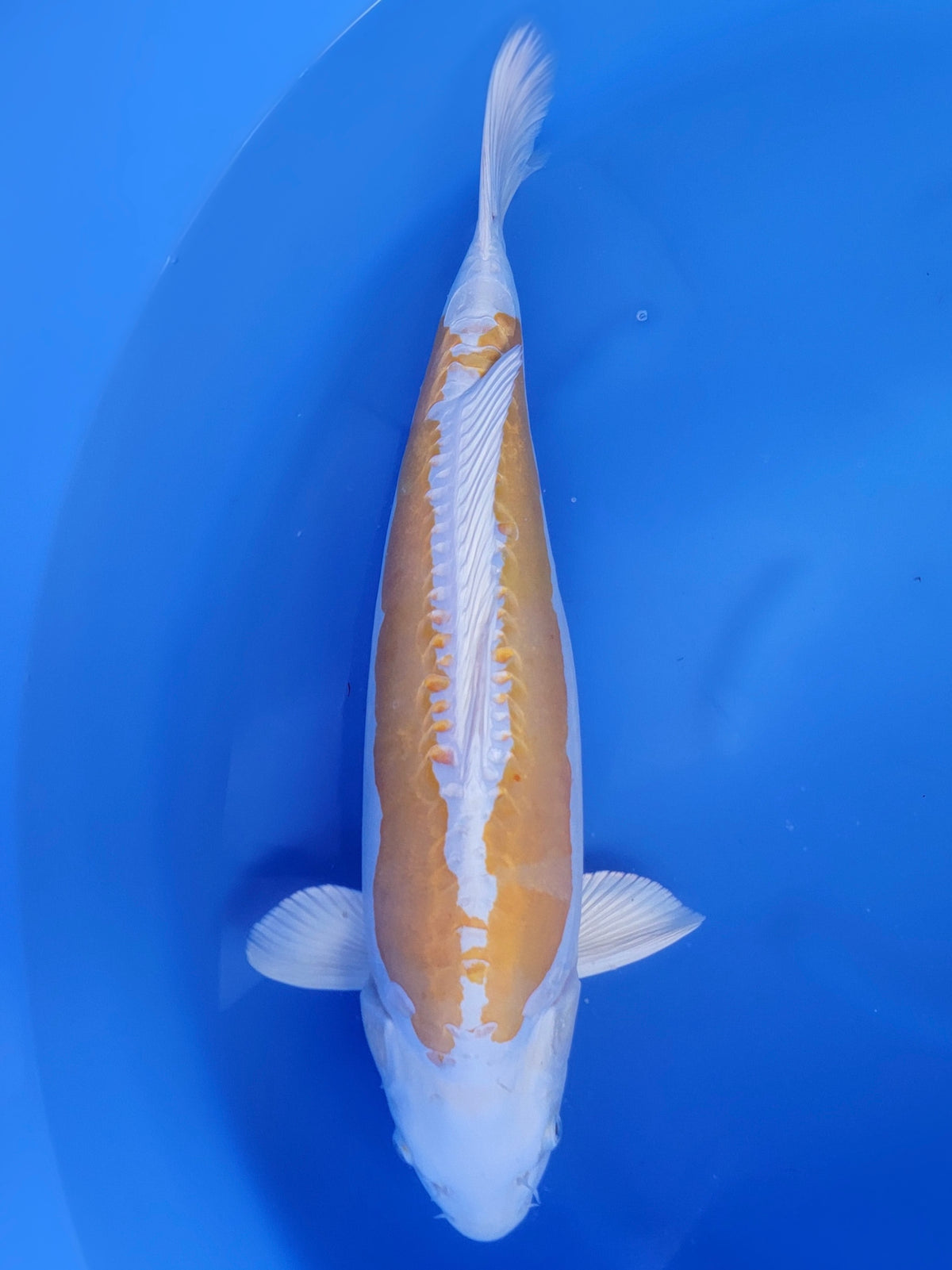 Ozumi Ikarashi Doitsu Hariwake koi for sale — 53 cm at ChampKoi
