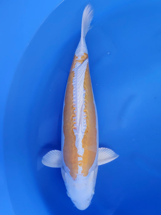 Ozumi Ikarashi Doitsu Hariwake koi for sale — 53 cm at ChampKoi