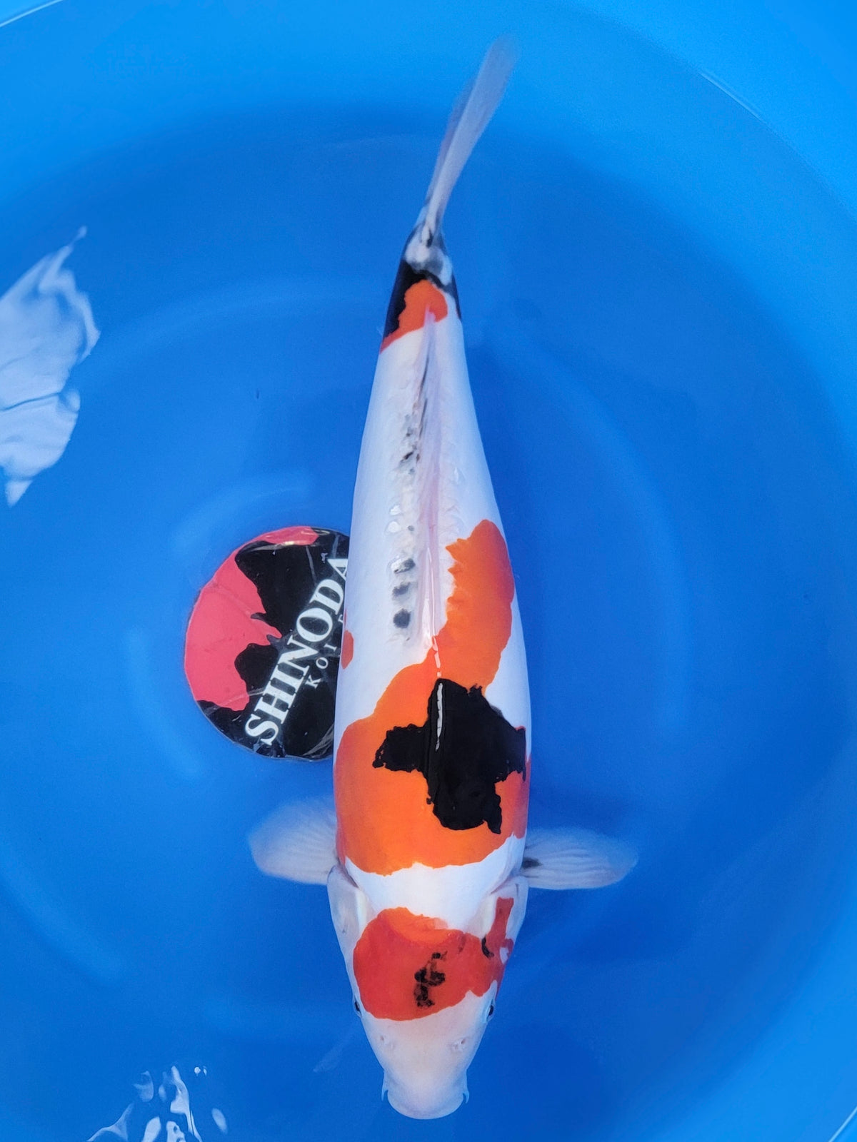 Shinoda Doitsu Showa koi for sale — 58 cm at ChampKoi
