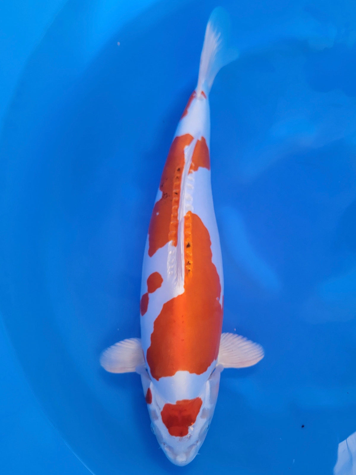 Marusaka Kikusui koi for sale — 51 cm at ChampKoi