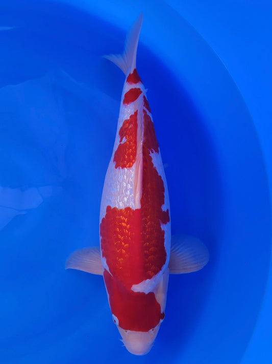 2026FALL-047 Ginrin Kohaku