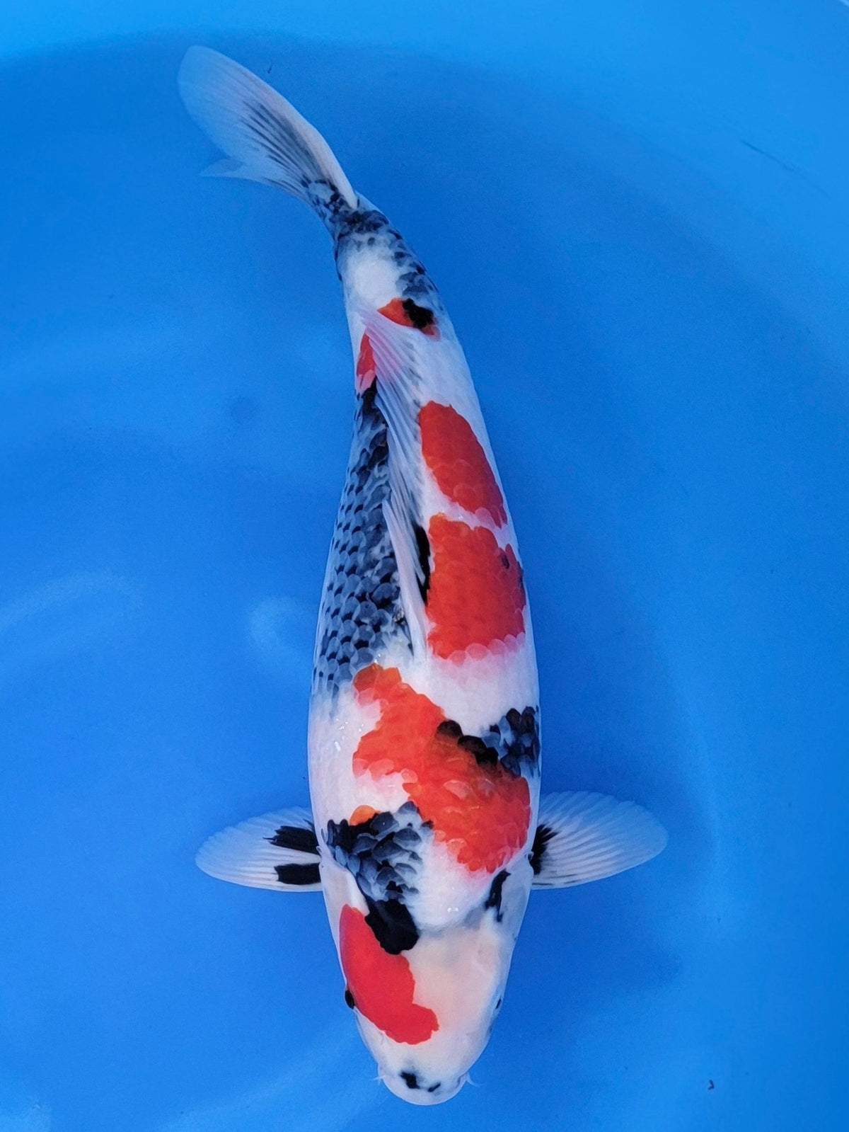 Isa Showa koi for sale — 55 cm at ChampKoi