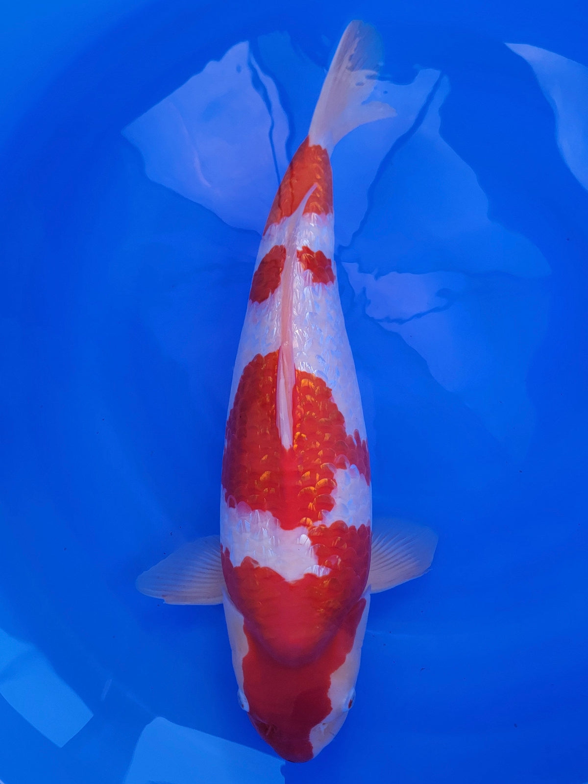 2026FALL-048 Ginrin Kohaku