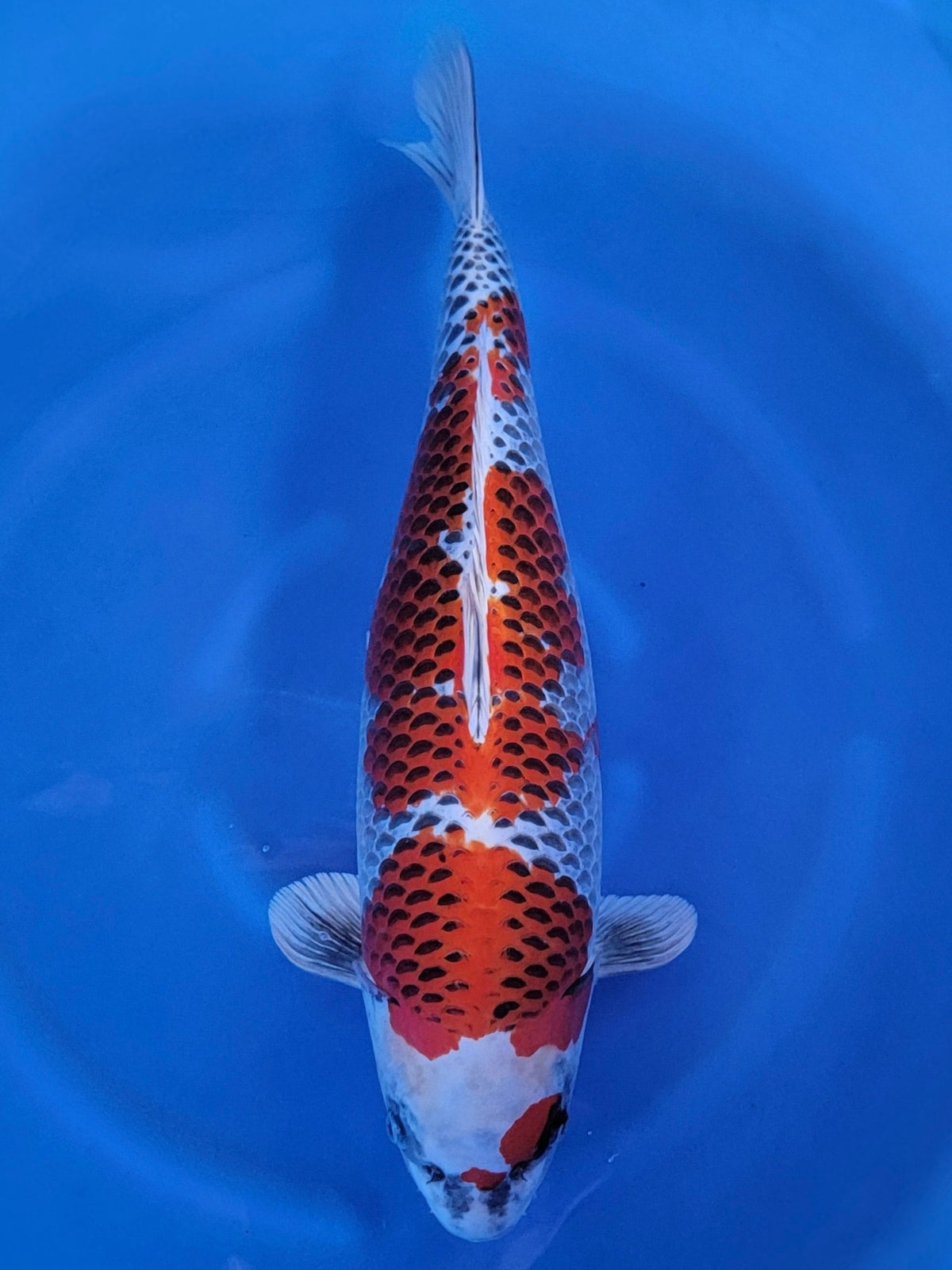 Ogata Kujaku koi for sale — 55 cm at ChampKoi