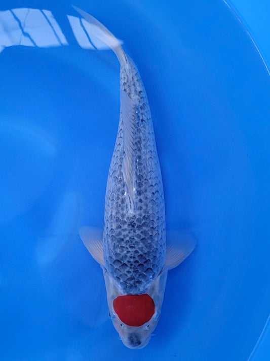Kanno Tancho Goshiki koi for sale — 43 cm at ChampKoi