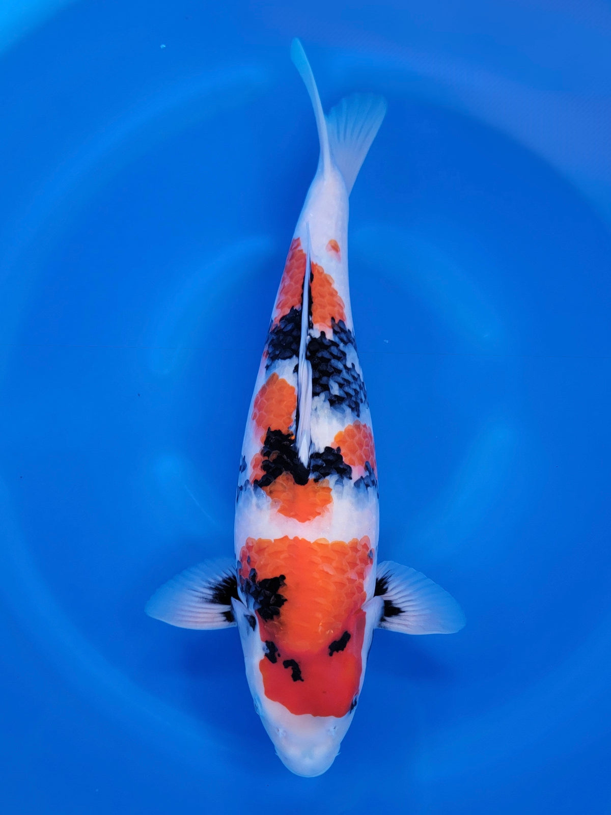 Nogami Showa koi for sale — 52 cm at ChampKoi