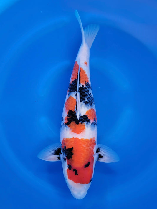 Nogami Showa koi for sale — 52 cm at ChampKoi