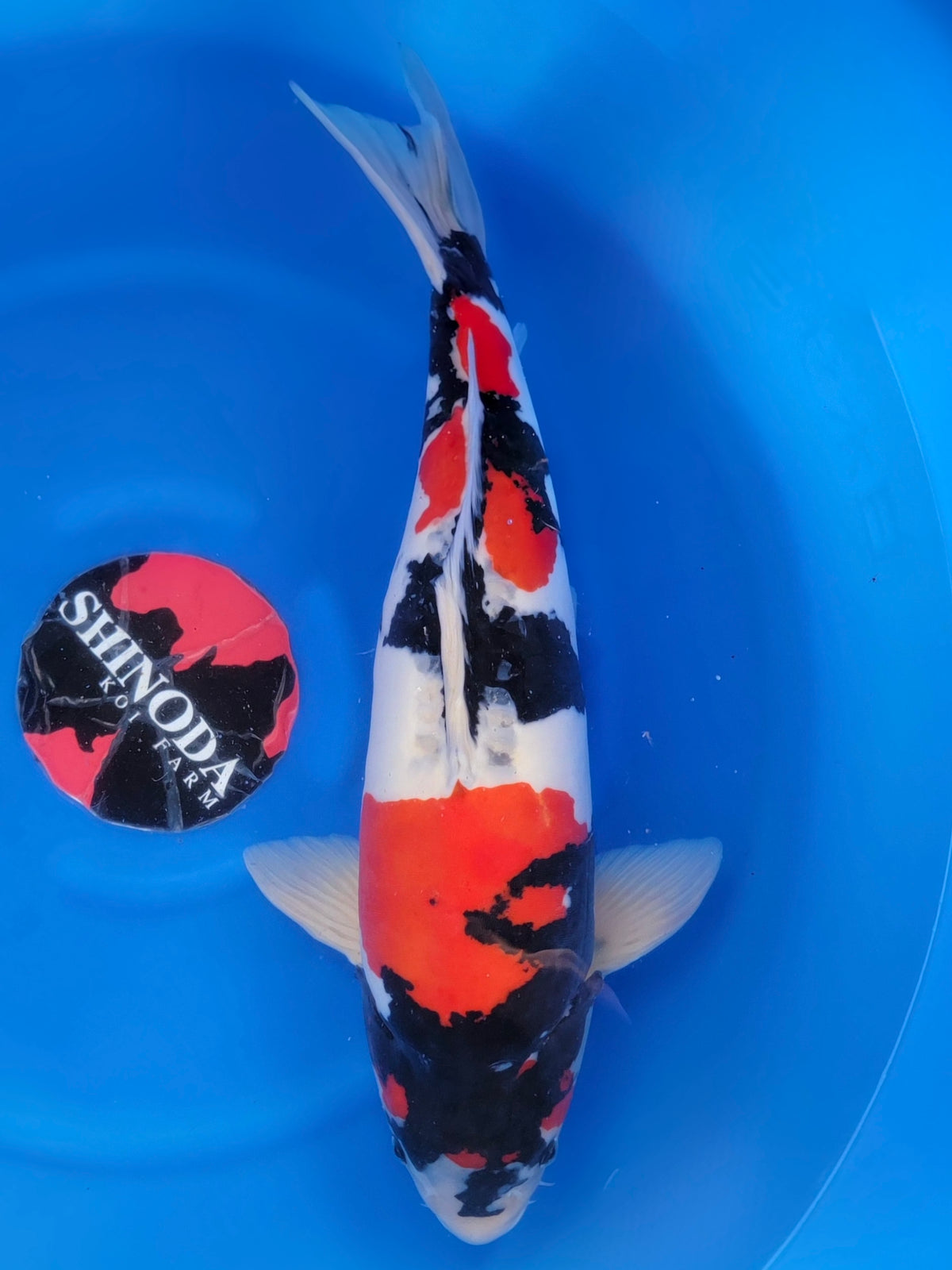 Shinoda Doitsu Showa koi for sale — 57 cm at ChampKoi