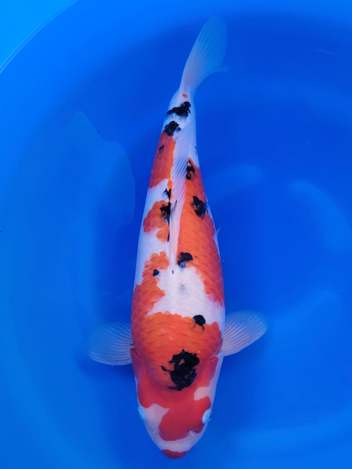 Izumiya Sanke koi for sale — 52 cm at ChampKoi