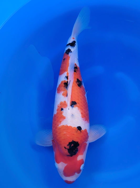 Izumiya Sanke koi for sale — 52 cm at ChampKoi