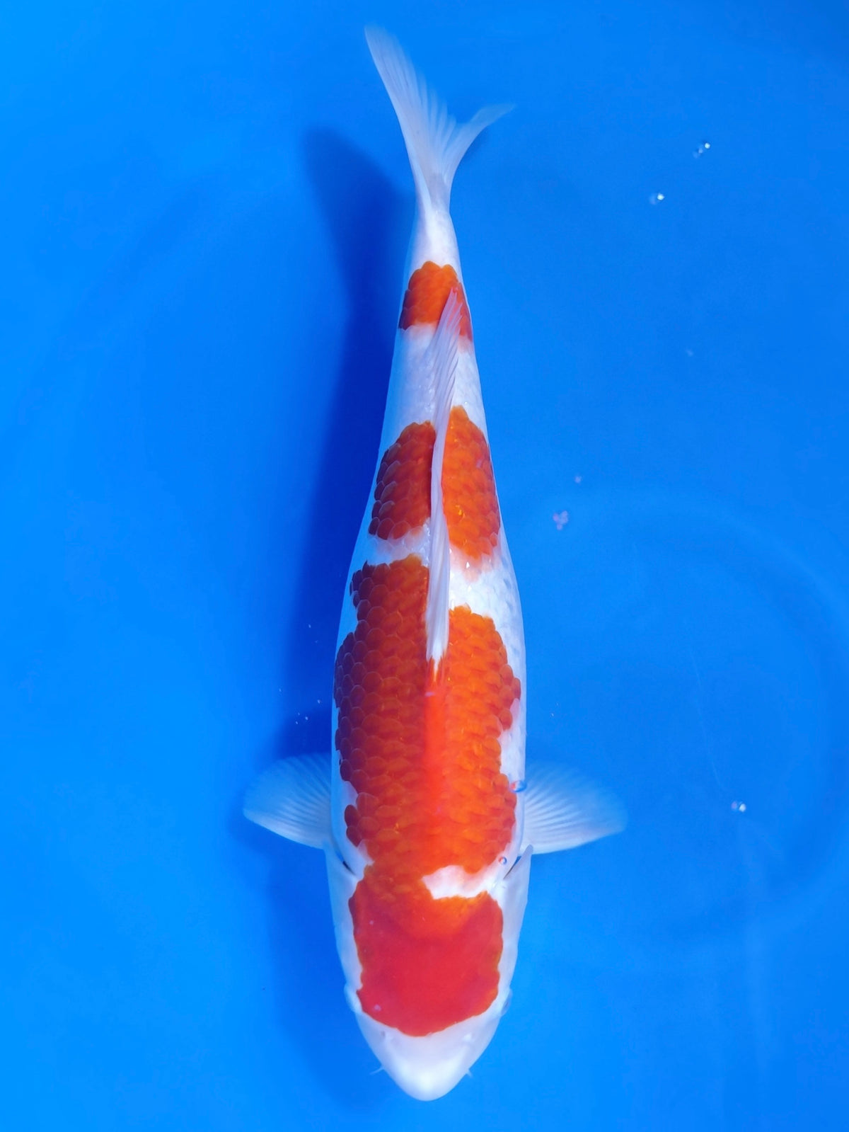 Nagoshi Kohaku koi for sale — 48 cm at ChampKoi