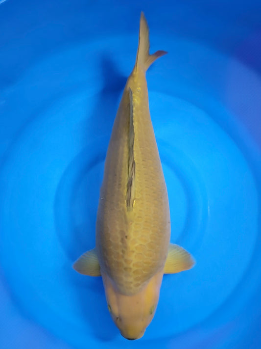 Kanno Chagoi koi for sale — 60 cm at ChampKoi