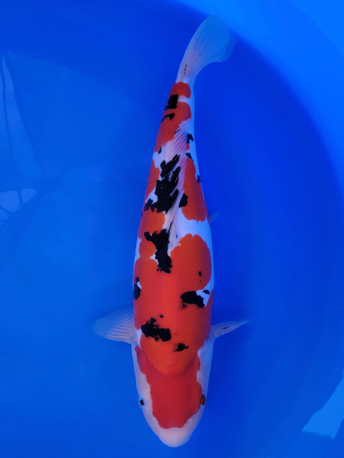 Hiroi Sanke koi for sale — 50 cm at ChampKoi