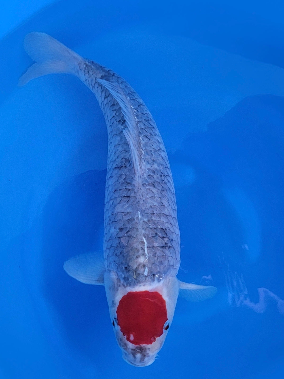 Otsuka Tancho Goshiki koi for sale — 56 cm at ChampKoi