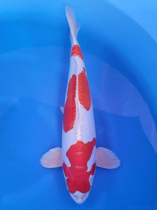 Yagenji Kikusui koi for sale — 57 cm at ChampKoi