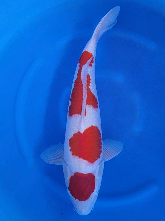 Ogata Kohaku koi for sale — 50 cm at ChampKoi