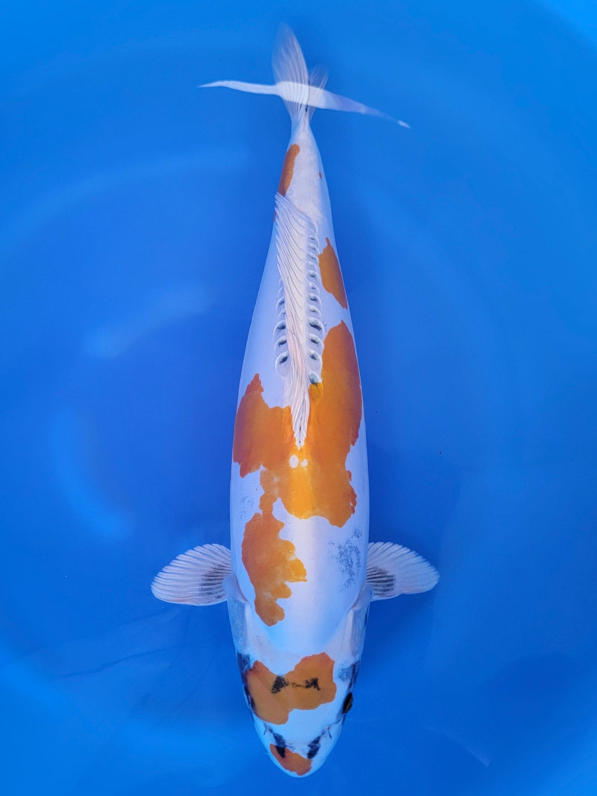 Marusaka Doitsu Beni Kikokuryu koi for sale — 55 cm at ChampKoi