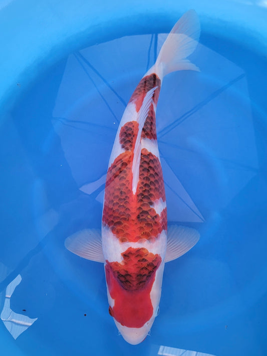 Hosokai Ai Goromo koi for sale — 55 cm at ChampKoi