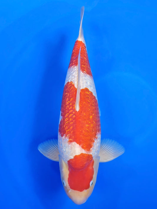 Torazo Ginrin Kohaku koi for sale — 48 cm at ChampKoi