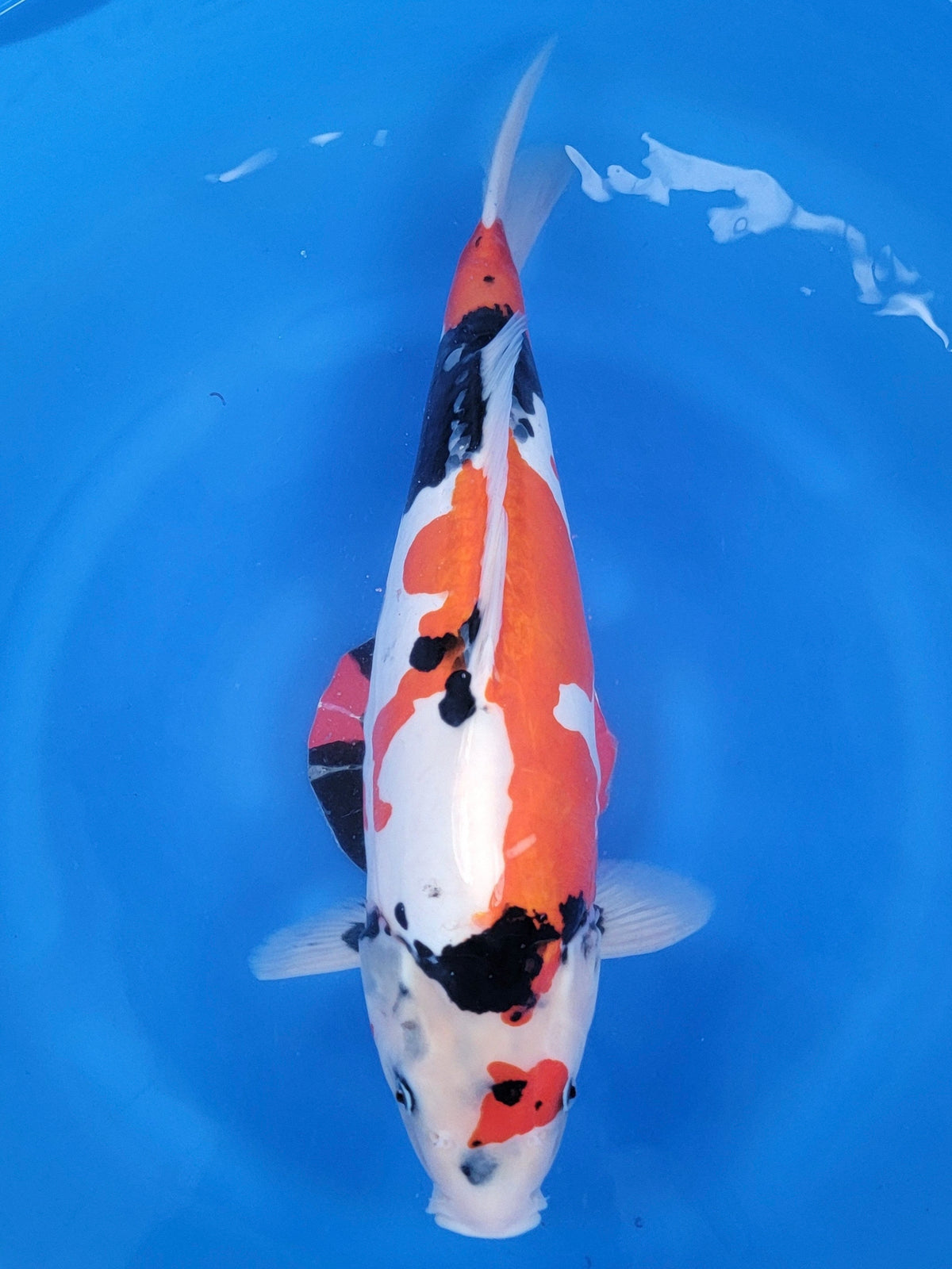 Shinoda Doitsu Showa koi for sale — 54 cm at ChampKoi